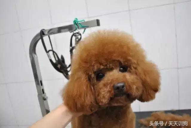 狗狗胎毛剃光多久能长出来,狗狗胎毛剃光造型