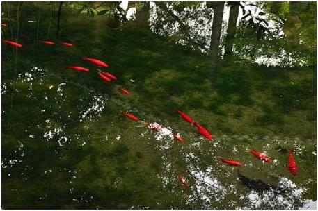 天上掉下个林妹妹黄梅戏,天上掉下个林妹妹电影在线观看