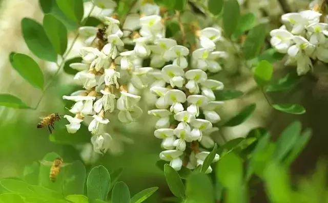 今日立夏告别春天迎来夏天,今日立夏完整版