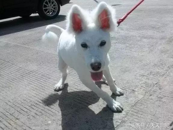 狗狗胎毛剃光多久能长出来,狗狗胎毛剃光造型