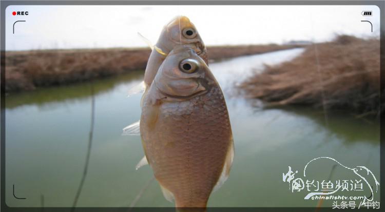 放流才有路亚的乐趣,放流能让资源更丰富