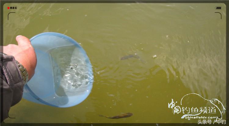 放流才有路亚的乐趣,放流能让资源更丰富