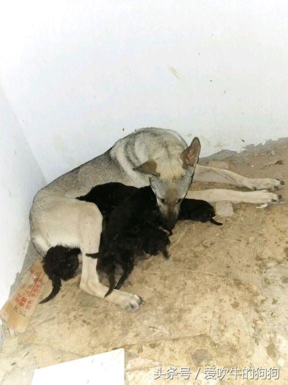 狼青跟德牧哪个好驯养一些,狼青和德牧配出来的幼犬什么样