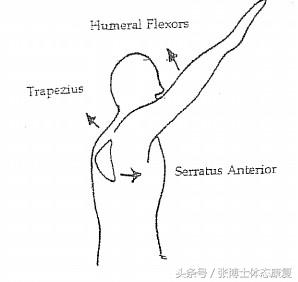 零基础练三角肌疼痛,肩关节三角肌疼痛怎么康复