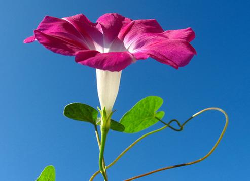 又到牵牛花的季节,它的种子有毒却是一味通三焦的中药