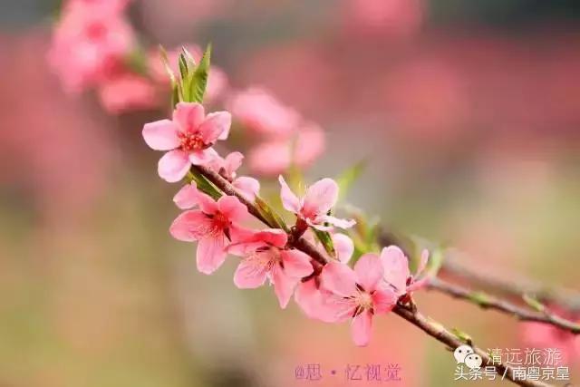 清远连州十大最好玩的景点,连州古城古村风景