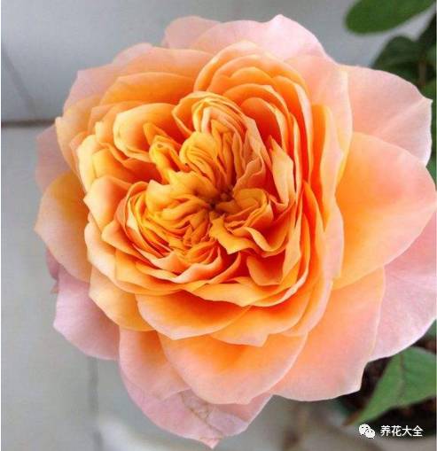 最美的十款月季品种推荐 (十种绝美的月季)