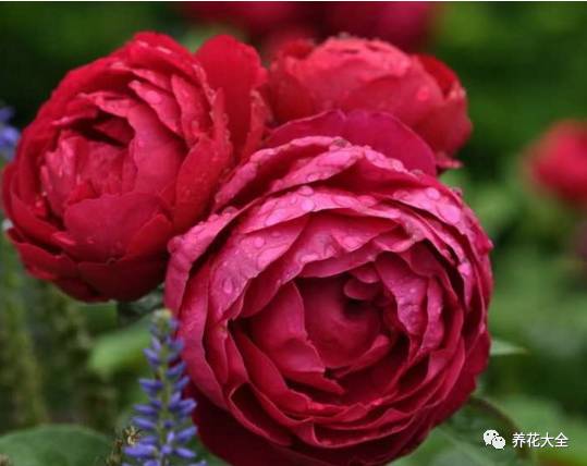 最美的十款月季品种推荐 (十种绝美的月季)