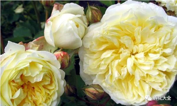 最美的十款月季品种推荐 (十种绝美的月季)