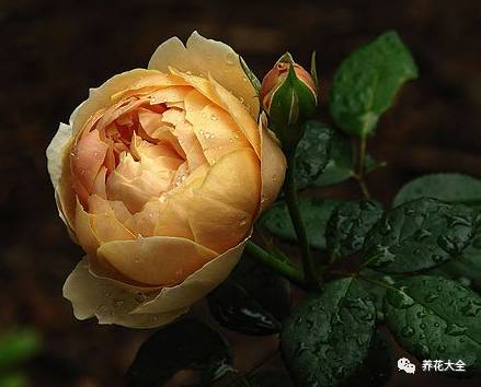 最美的十款月季品种推荐 (十种绝美的月季)