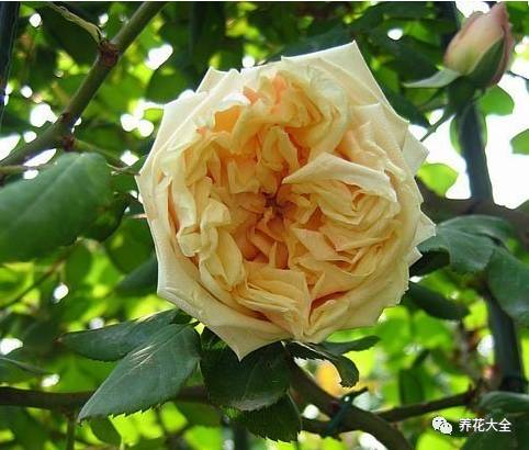 最美的十款月季品种推荐 (十种绝美的月季)