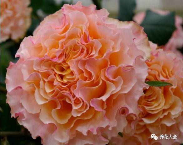 最美的十款月季品种推荐 (十种绝美的月季)