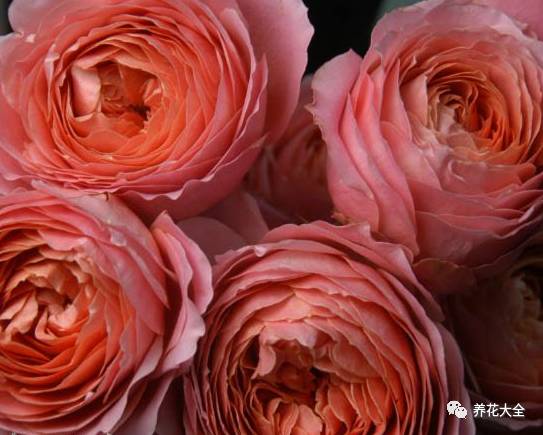 最美的十款月季品种推荐 (十种绝美的月季)