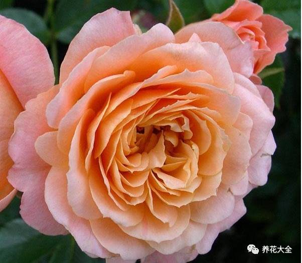 最美的十款月季品种推荐 (十种绝美的月季)