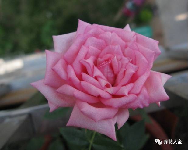 最美的十款月季品种推荐 (十种绝美的月季)