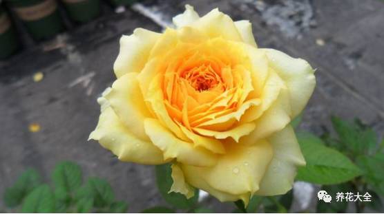 最美的十款月季品种推荐 (十种绝美的月季)