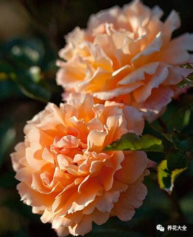 最美的十款月季品种推荐 (十种绝美的月季)