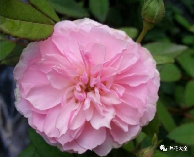 最美的十款月季品种推荐 (十种绝美的月季)