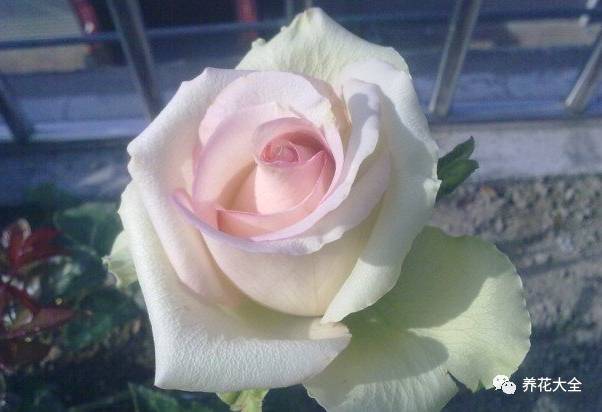 最美的十款月季品种推荐 (十种绝美的月季)