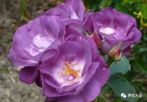 最美的十款月季品种推荐 (十种绝美的月季)