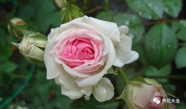 最美的十款月季品种推荐 (十种绝美的月季)