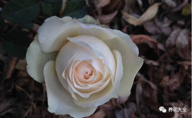 最美的十款月季品种推荐 (十种绝美的月季)