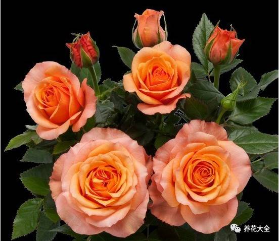 最美的十款月季品种推荐 (十种绝美的月季)