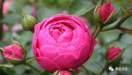 最美的十款月季品种推荐 (十种绝美的月季)