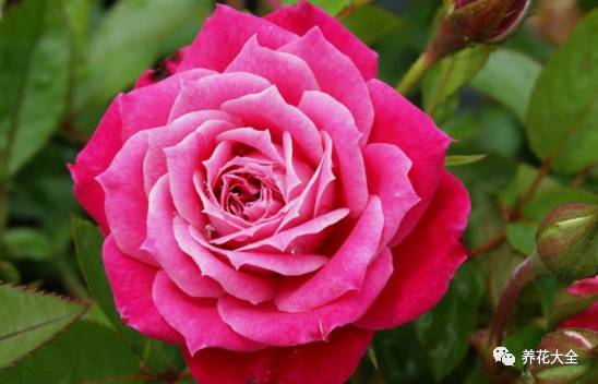 最美的十款月季品种推荐 (十种绝美的月季)