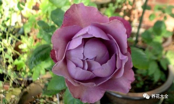 最美的十款月季品种推荐 (十种绝美的月季)