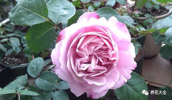 最美的十款月季品种推荐 (十种绝美的月季)