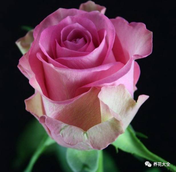 最美的十款月季品种推荐 (十种绝美的月季)