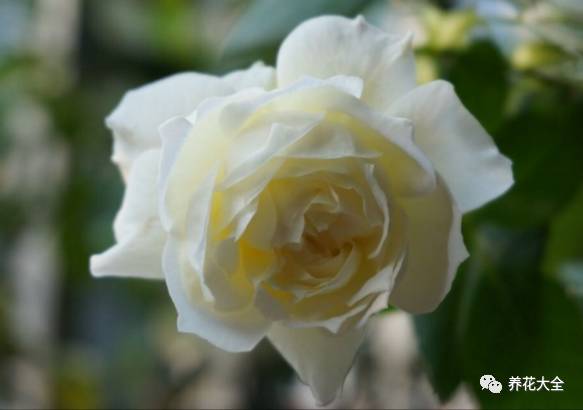 最美的十款月季品种推荐 (十种绝美的月季)