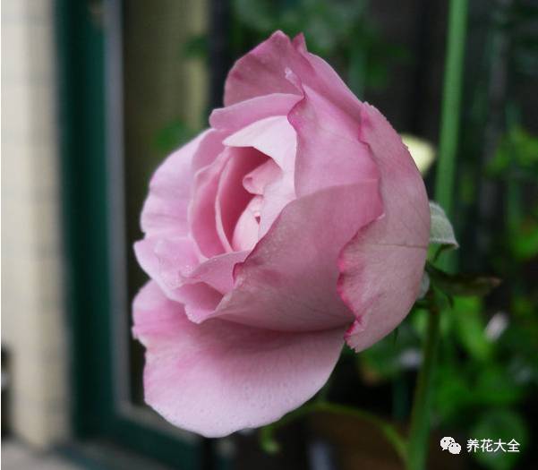 最美的十款月季品种推荐 (十种绝美的月季)