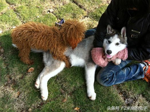 狗狗骑主人胳膊怎么纠正,狗狗跨骑运动