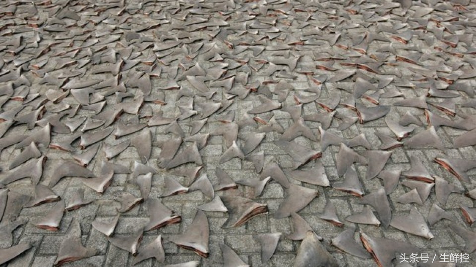 禁止吃鱼翅！告诉你9个关于鲨鱼翅贸易的真相