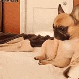 简单粗暴撸狗,撸狗的正确撸法