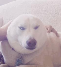 简单粗暴撸狗,撸狗的正确撸法