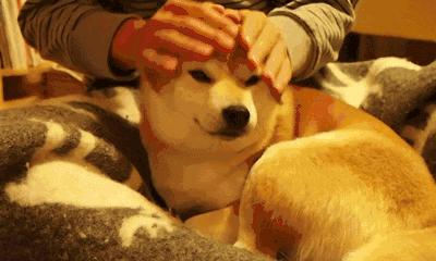 简单粗暴撸狗,撸狗的正确撸法