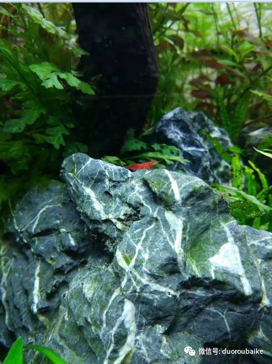 入多肉坑那些年踩过的误区,自从入了多肉坑