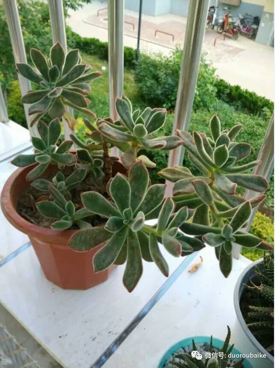 入多肉坑那些年踩过的误区,自从入了多肉坑