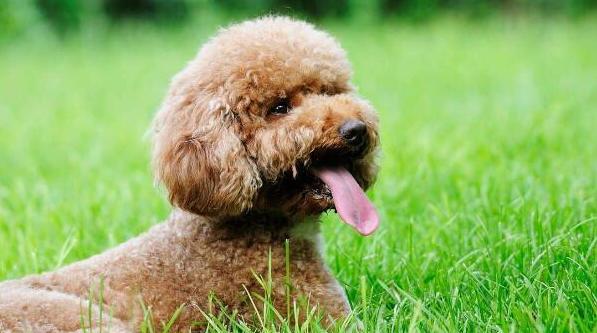 泰迪犬中暑了怎么处理,泰迪狗中暑了怎么解决