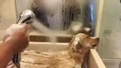 为啥不建议养金毛,为什么说不要轻易养金毛