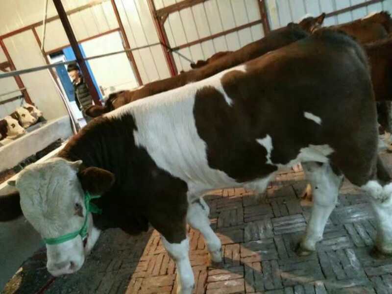 肉牛运输应激综合症,肉牛运输应激