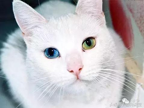 世界名猫排名前十名,世界十大名猫排行榜