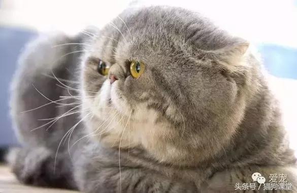 世界名猫排名前十名,世界十大名猫排行榜