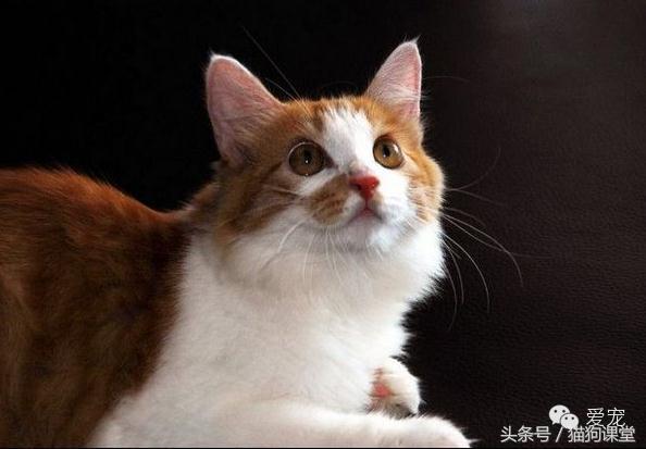 世界名猫排名前十名,世界十大名猫排行榜