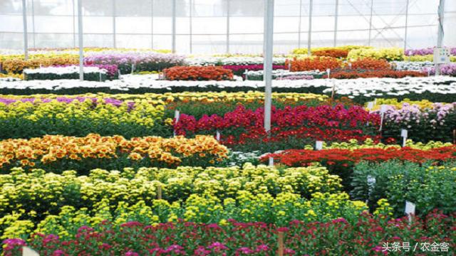 2021农村小投资大回报的项目,适合农村发展的小投资项目有哪些