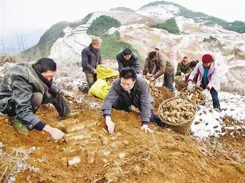只要有这四个字，云阳县长敢拍胸膛：绝不卖假货！