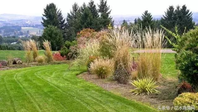 观赏花木价格,精品花木市场报价